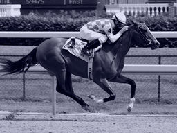 Bet on Pakn (AUS) 19th Jul - R3 1000m Mdn